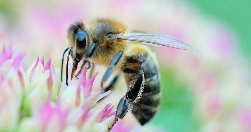 Les apiculteurs enregistrent un recul de leur production de miel de 33 % en 2016