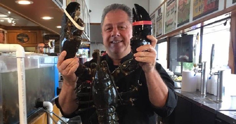 Un homard recouvre la liberté après avoir passé 20 ans dans l’aquarium d’un restaurant