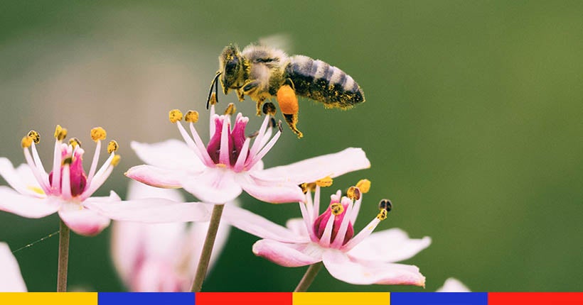 Que se passera-t-il dans nos assiettes si les abeilles disparaissent ?
