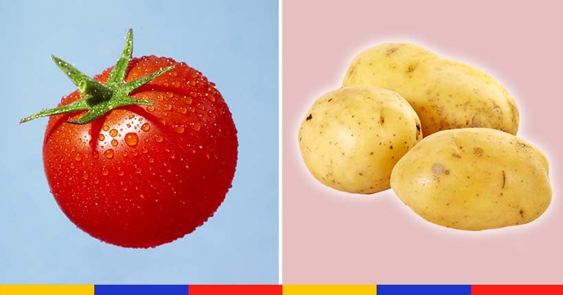 Mi-tomate, mi-patate : la pomate est-elle le futur de l’alimentation ?