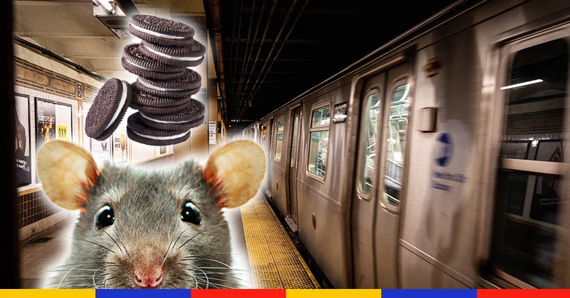 À New York, les rats sont chassés avec… des biscuits Oreo